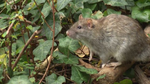 Přemnožení hlodavci v Praze