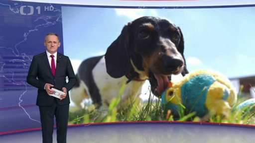 Centrální registr psů