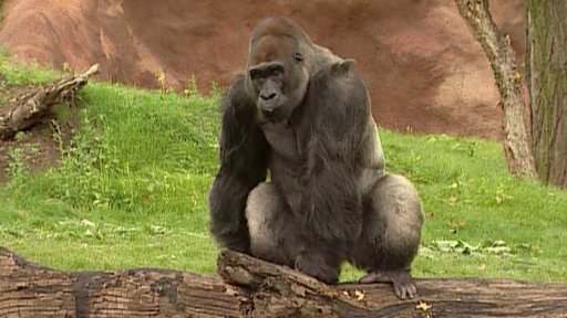 Zoologické zahrady v r. 1991