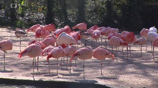 Konec omezení v pražské zoo