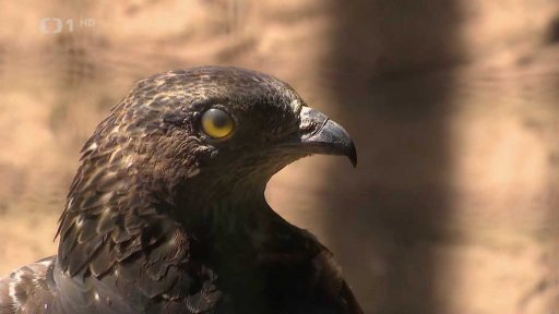 Nastražená železná past v rybníku u Bohdalova