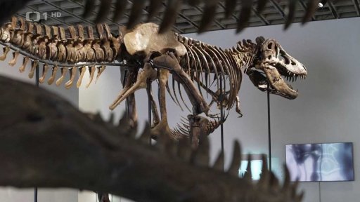 Dražba kostry Tyrannosaura rexe