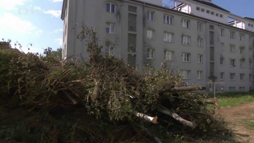 Kácení stromů v Havlíčkově Brodě
