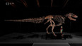 Dražba kostry Tyrannosaura rexe