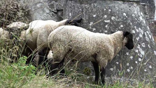 Kozy zahradníky nad Thermalem