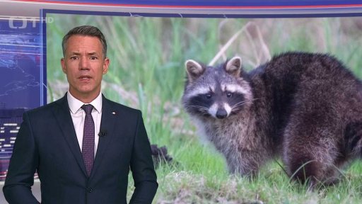 Invazní mýval severní v chráněné krajinné oblasti Soutok