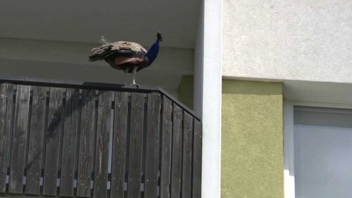Pávi na brněnském sídlišti