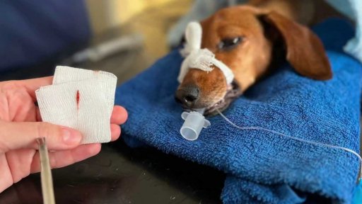 Veterináři varují před osinami