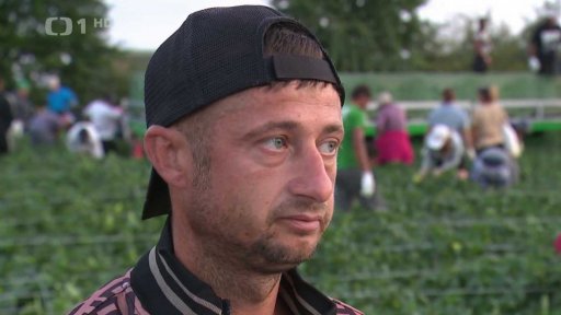 Práce v zemědělství během vysokých teplot