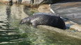 Mládě lachtana jihoafrického v pražské zoo