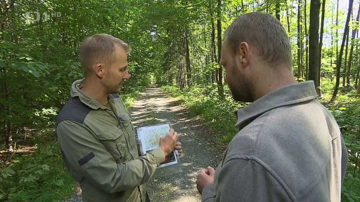 Svědectví o pohybu medvěda v Beskydech