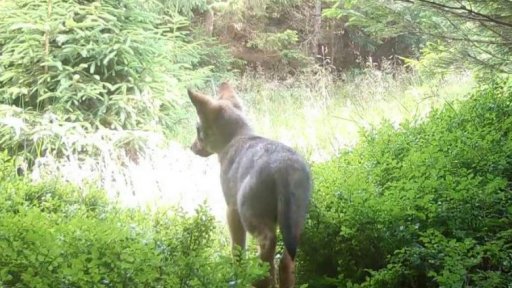 Výskyt vlků na Jesenicku a Zábřežsku