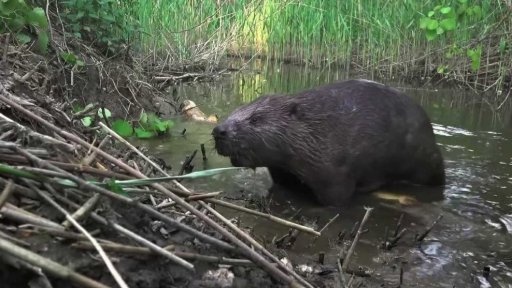 Bobři poškozují stromy v ostravském lesoparku
