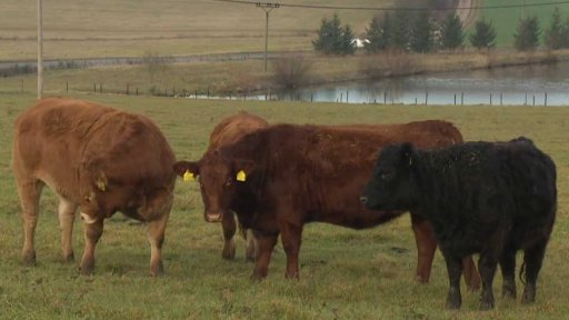 Povolená lesní pastva