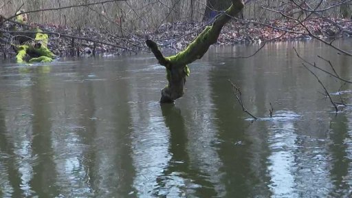Lužní lesy CHKO Soutok pod vodou