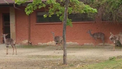 Zoo Dvůr Králové slaví 80 let