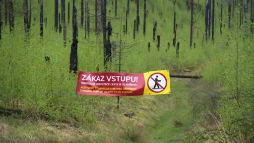 Obnova NP České Švýcarsko po požáru