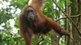 Bukit Lawang