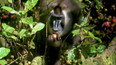 Bioko