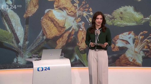 Mrazy mohou poničit ovocné stromy