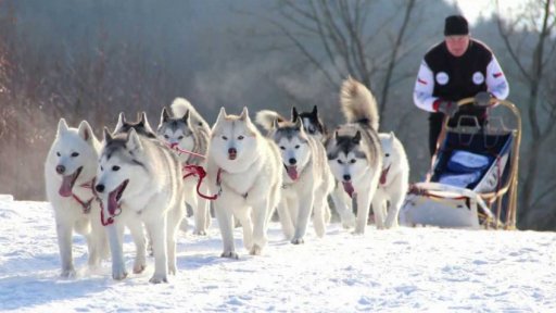 Saňové závody psích spřežení