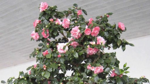 Valentýnská kamélie