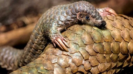 Světový den luskounů v Zoo Praha