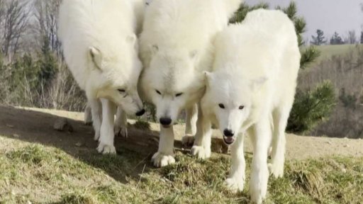 Narozeniny vlků v ZOO Tábor