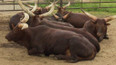 Zoo Dvorec