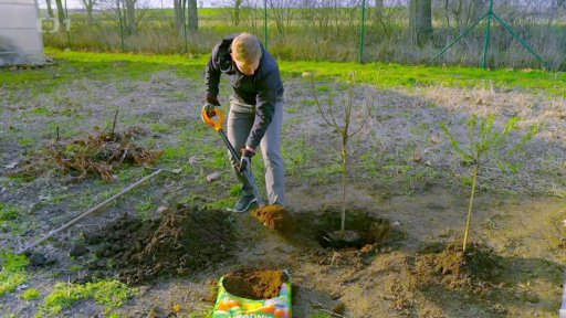 Pěstujeme jahodník, rybíz, angrešt