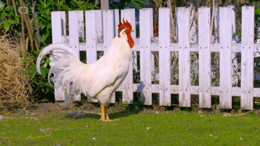 Rozdíl mezi vejci domácími a těmi z velkochovu