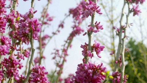 Zahrada – dřín, zmarlice, kerrie, zlatice