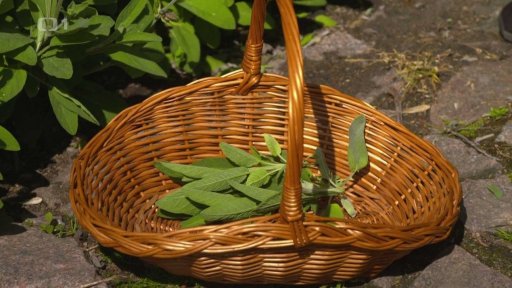 Aromatické rostliny a koření