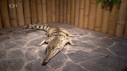 Krokodýlí zoo v Praze