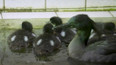 Morčáci v zoo