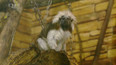 Tamarín žlutoruký