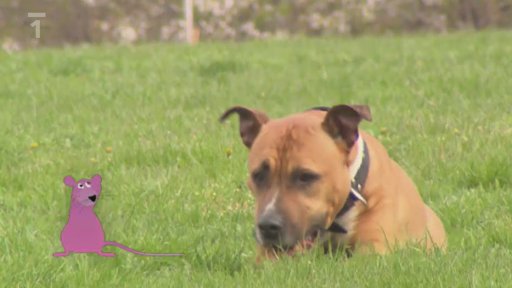 Psí bojová plemena