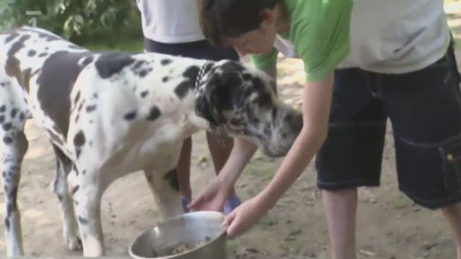 Nesprávné krmení psů