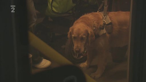 Náhubek pro asistenčního psa v dopravě