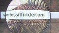 FossilFinder.org