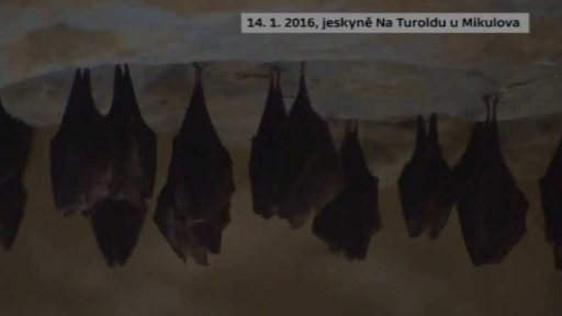 Bez komentáře: Sčítání netopýrů