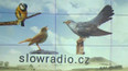 Grafika: Ptačí rádio