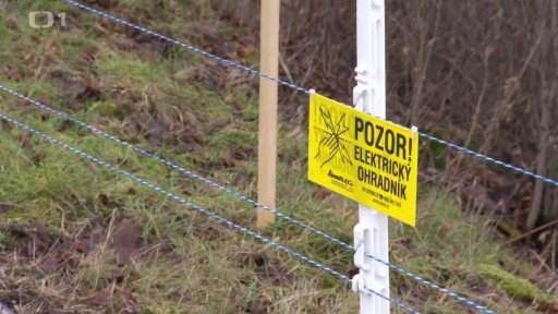 Prasečí mor bez konce