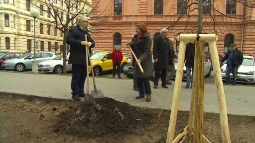 Bez komentáře: 2018 stromů