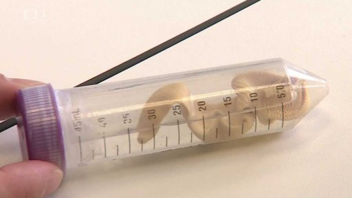 Záchrana horských goril