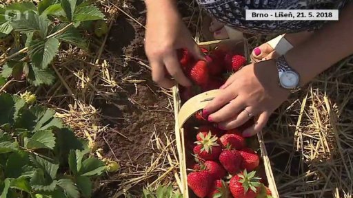 Bez komentáře: samosběr jahod