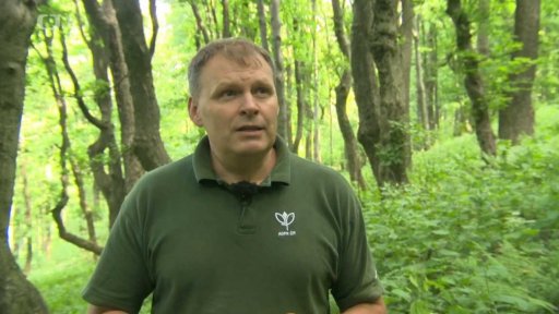 "Prales" Bílých Karpat