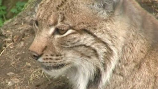 Rys ostrovid v Brdech