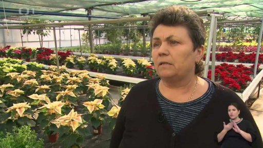 Návštěva školního skleníku, vánoční květiny