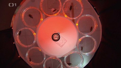 Magnetorecepce Organismu